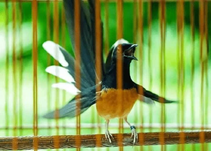 mengetahui-tentang-ciri-ciri-murai-batu-lampung-1590088