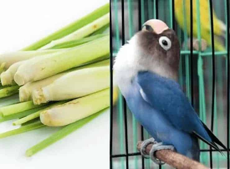 minuman-lovebird-ngekek-panjang-dari-daun-serai-9288814