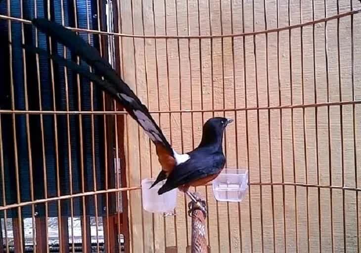 minuman-sehat-penambah-stamina-burung-di-musim-hujan-5755390