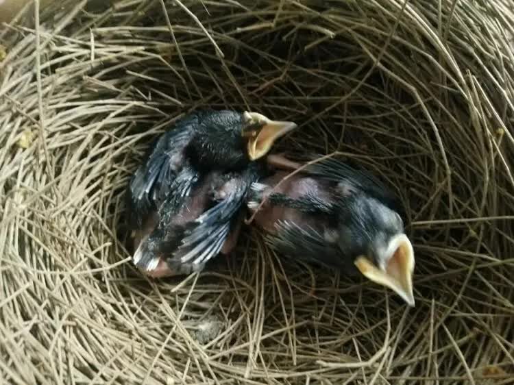 murai-batu-anakan-1990775