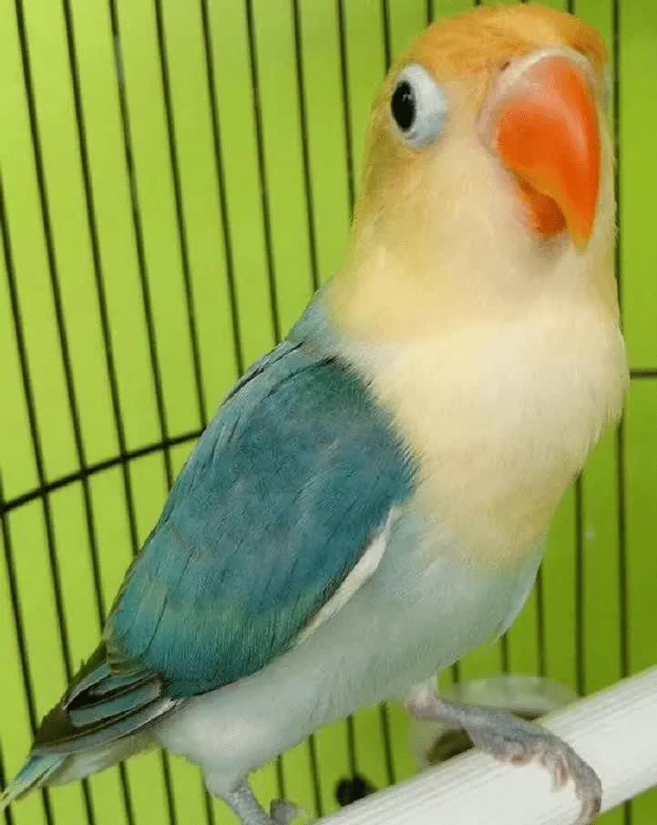 mutasi-warna-lovebird-9100922
