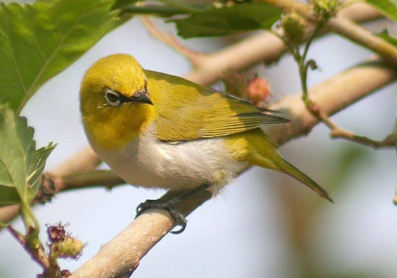 oriental_white_eye-_bhopal_i_img_0656-1368360