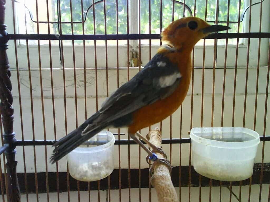 pakan-anis-merah-1024x768-8978527