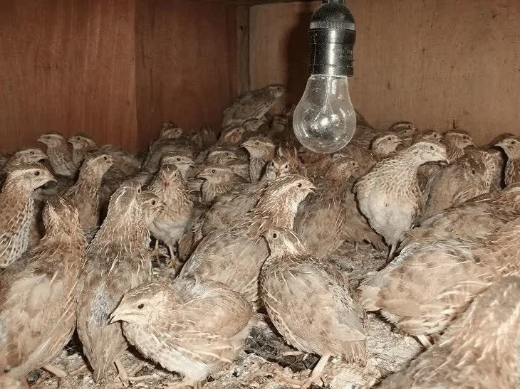 pakan-burung-puyuh-ternak-dan-kebutuhan-nutrisinya-9955681