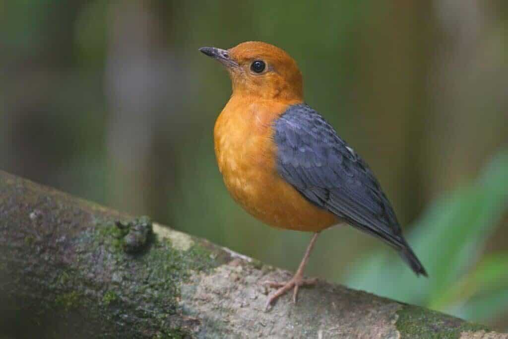 pemasteran-anis-merah-1024x683-9194599