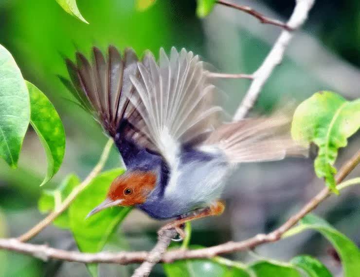 penjemuran-burung-ciblek-2799381