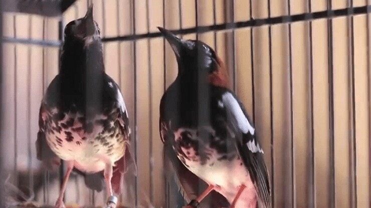 penjodohan-burung-anis-kembang-8431366