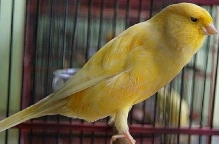 penyakit-kenari-mata-bengkak-9352827