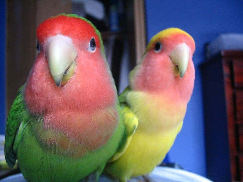 penyakit-zoonosis-lovebird-5202248