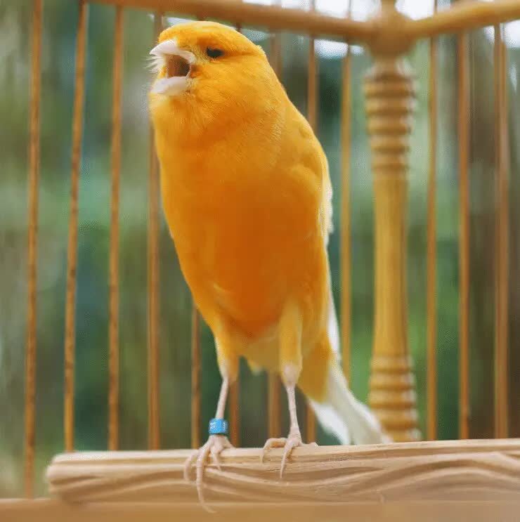 penyebab-burung-kenari-suka-buka-paruh-lebar-2347076