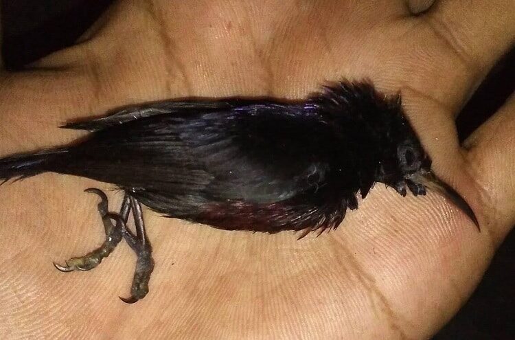 penyebab-burung-kicauan-mati-medadak-7547109