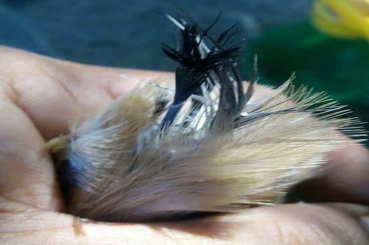 penyebab-dan-cara-mengatasi-cendet-ciak-ekor-paling-efektif-2782193