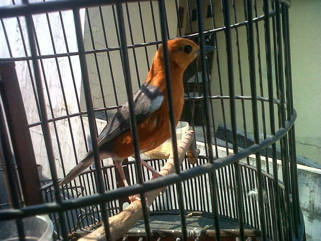 perawatan-anis-merah-1024x768-2686154