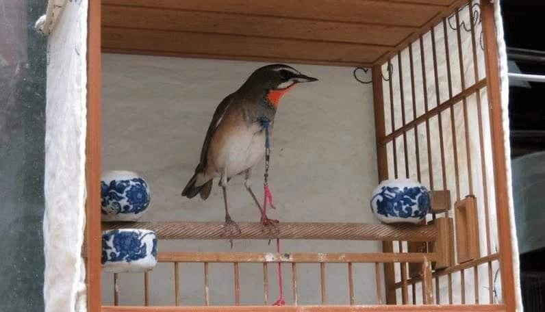 perawatan-berkecet-leher-merah-3859325