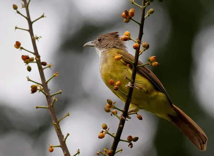 perawatan-burung-cucak-jenggot-agar-bisa-gacor-3446474