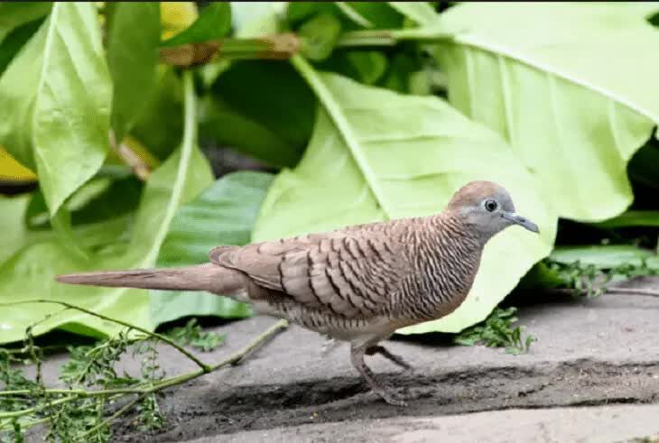 perawatan-burung-perkutut-mabung-5746651