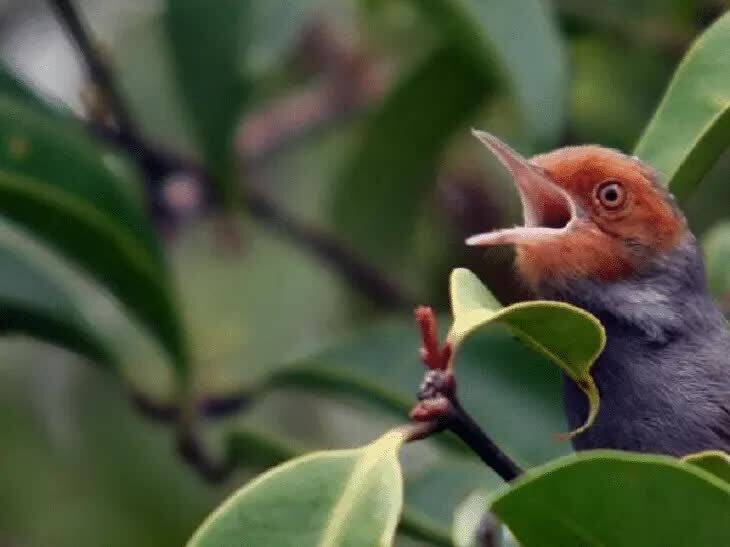 perawatan-burung-prenjak-4985998