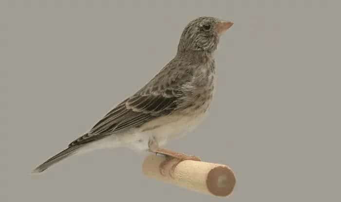 perawatan-harian-edel-sanger-3943334