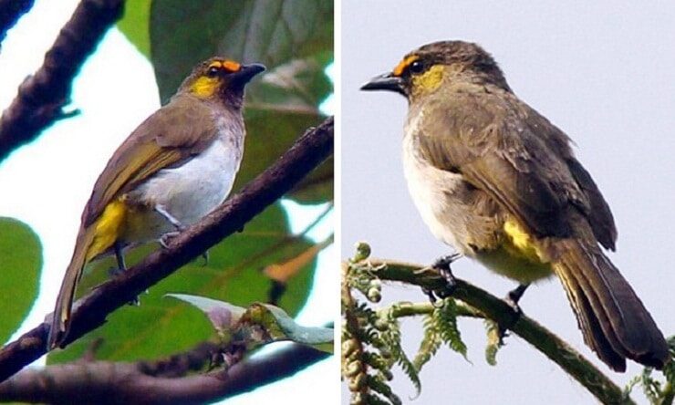 perbedaan-cucak-wilis-jantan-dan-betina-beserta-perawatannya-6840749