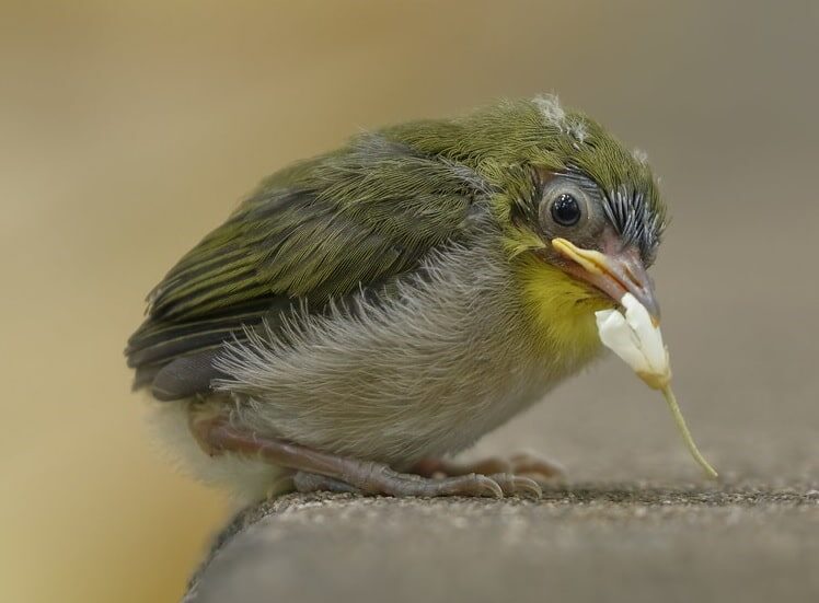 perilaku-burung-pleci-jepang-3370310