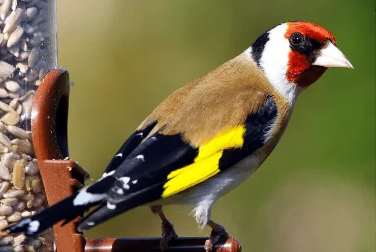 persilangan-emprit-jepang-dengan-kenari-5300707