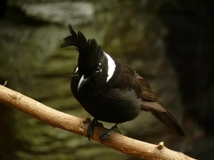 pola-perawatan-cililin-5259482