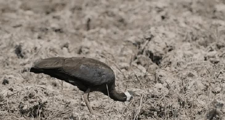 populasi-burung-ibis-karau-2420694