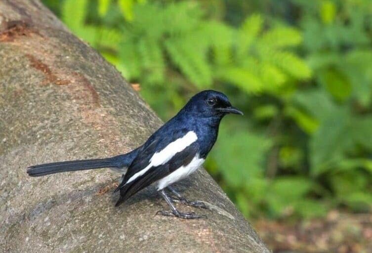 proses-mabung-burung-kacer-dan-perawatannya-2881482