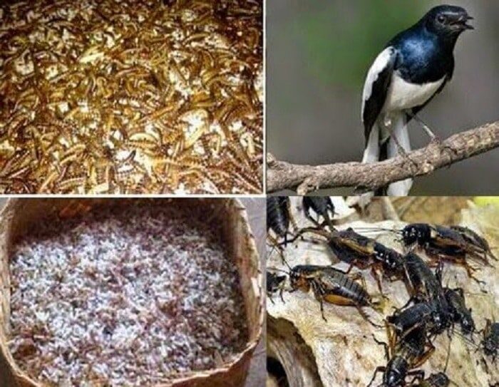 racikan-pakan-burung-kacer-biar-gacor-dan-ngeplong-8271412