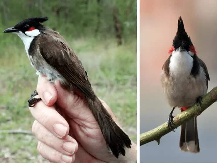 sexing-burung-merbah-jambul-6409786