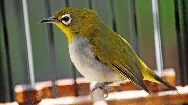 suara-burung-pleci-dakun-bali-1053884