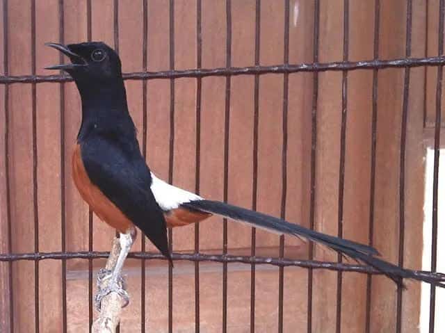 suara-murai-batu-5905459