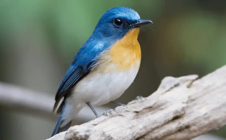 sulingan-bakau-2993629