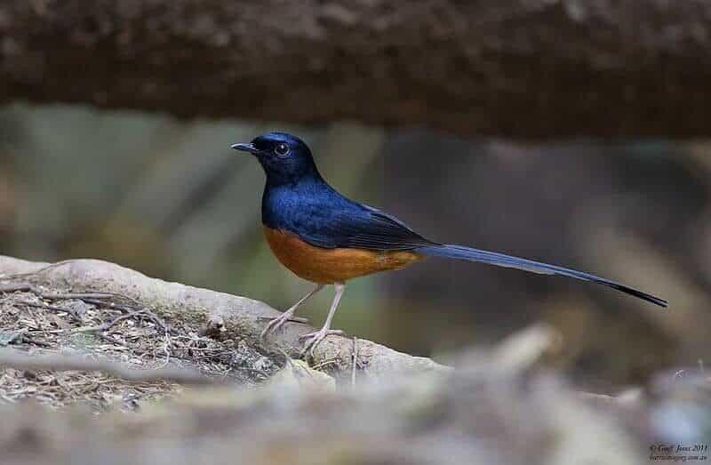 th08505b-white-rumped-shama-copsychus-malabaricus-khao-yai-thailand-jan-2011-l-5959201