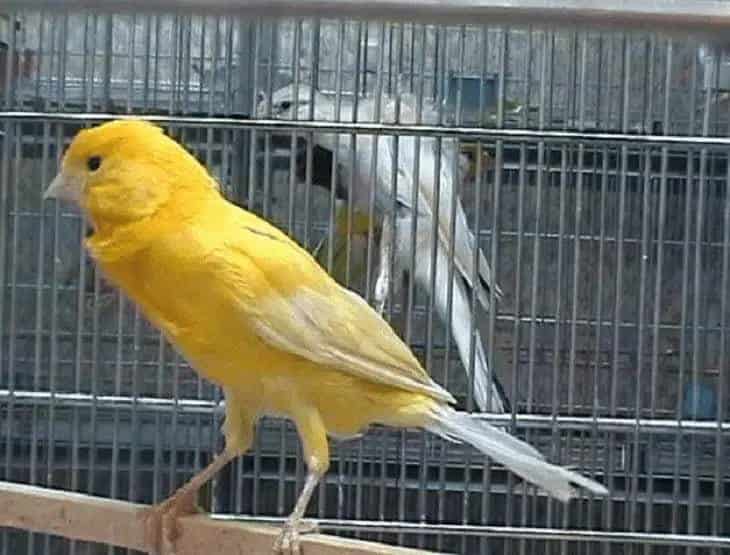 tanda-tanda-burung-kenari-mencret-2013676