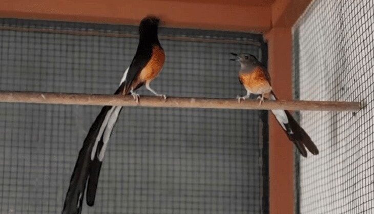 ternak-teknik-poligami-murai-batu-3754254