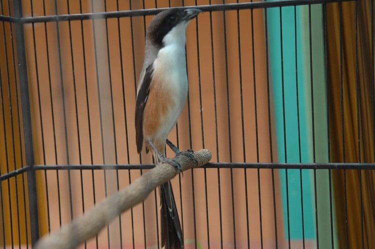 tips-membuat-cendet-berdiri-angka-satu-paling-mudah-9451529