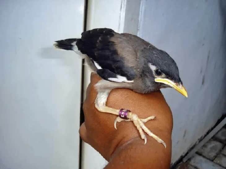 tips-mudah-menjinakkan-burung-jalak-nias-yang-liar-2313408