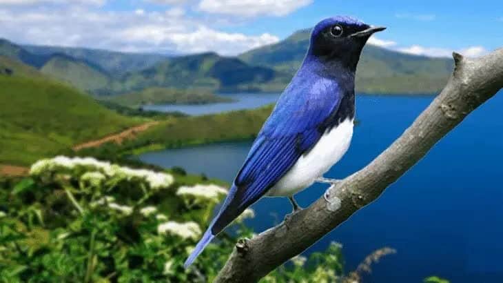 tledekan-laut-3192667