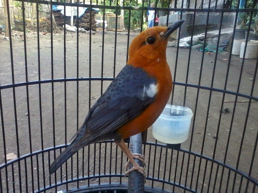 usia-anis-merah-1024x768-9741524