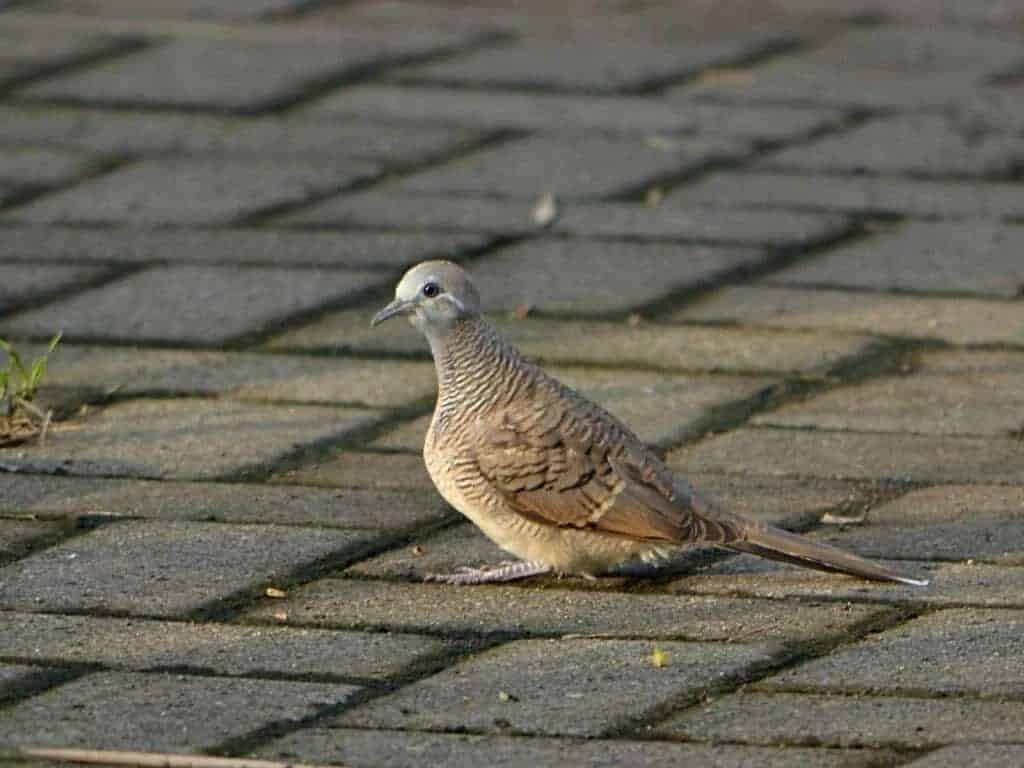 zebra_dove_-_geopelia_striata_perkutut-1024x768-2604965