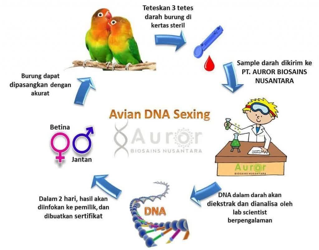 aurorbiosainsnusantara001-7468105