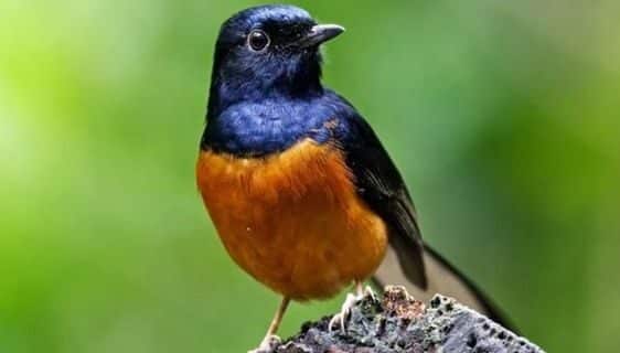 burung-murai-batu-2-8872788