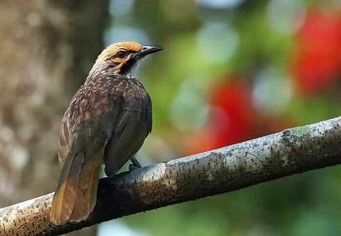 download-suara-cucak-rowo-mp3-6547054