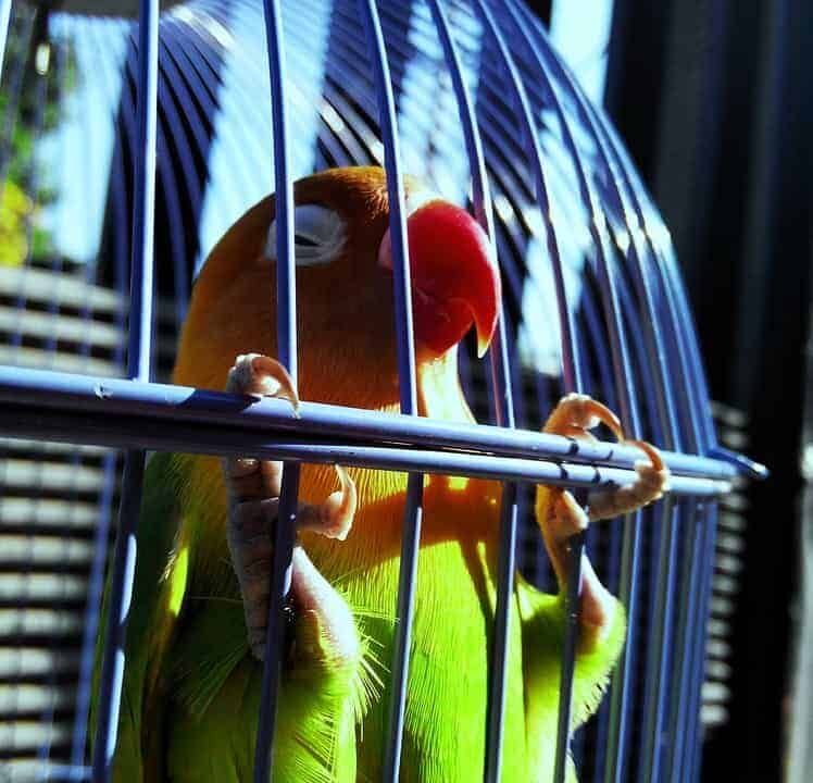 lovebird-1491663_960_720-1663137