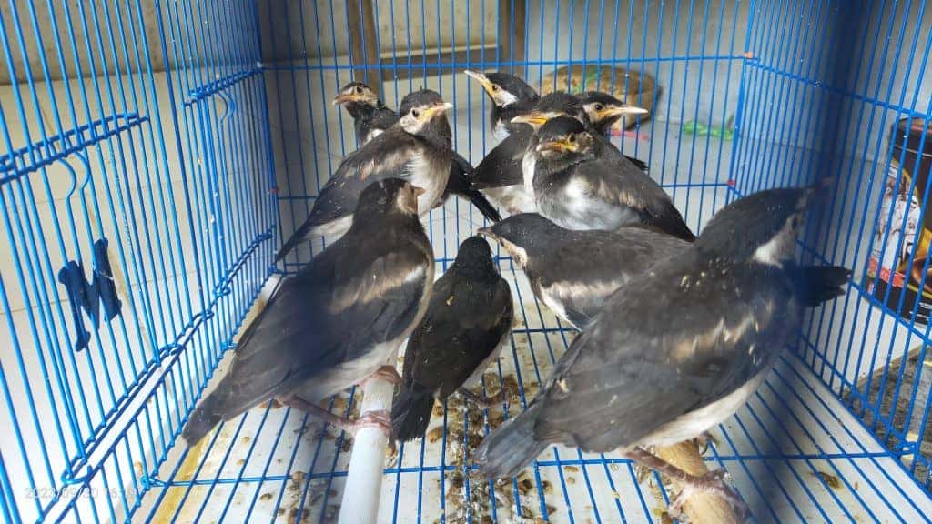 jalak suren anakan lolohan