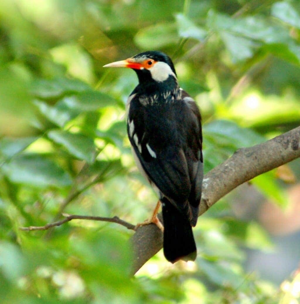 1-mengenal-lebih-dekat-jenis-burung-jalak-suren-4127530