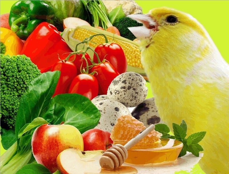 13-jenis-pakan-tambahan-burung-kenari-yang-bikin-rajin-bunyi-9119986