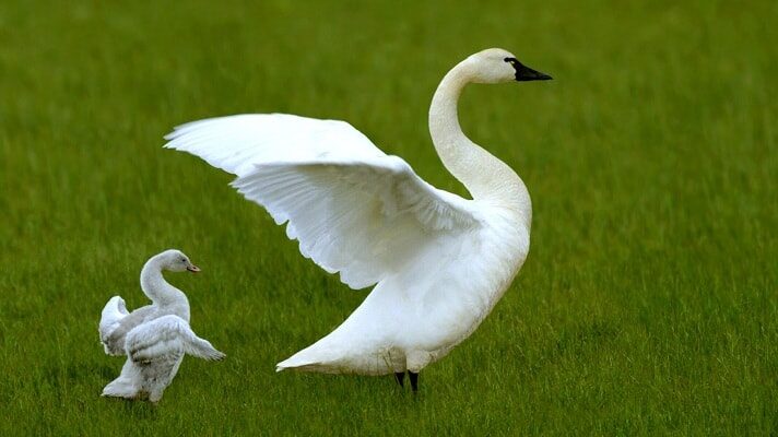 16-cara-budidaya-angsa-putih-cocok-sebagai-peluang-usaha-berwirausaha-net_-4348573