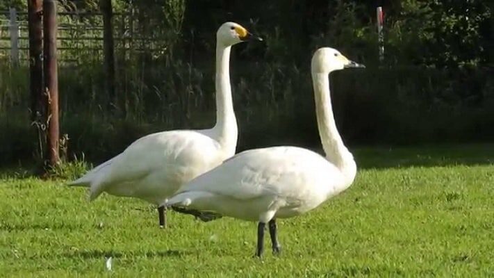 16-cara-budidaya-angsa-putih-cocok-sebagai-peluang-usaha-ternakangsa2u-blogspot-com_-9982954